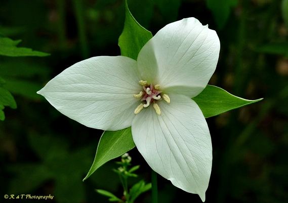 {Trillium flexipes}